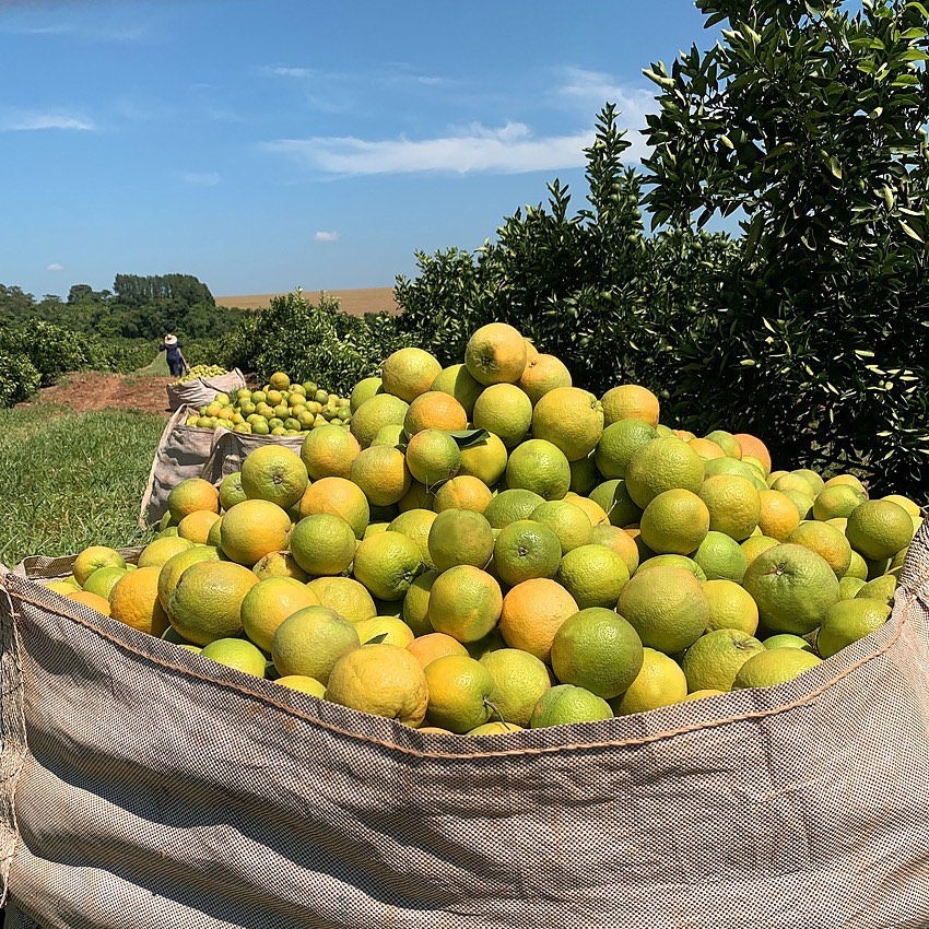 Um hectare de laranjas retira 2 ton/ano de carbono do ar. Quanto isso vale?